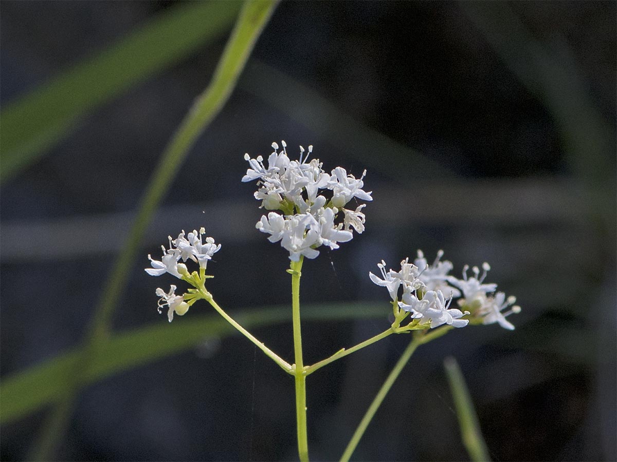 Valeriana saxatilis